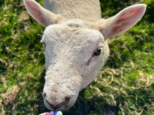 Whole or Half Lamb